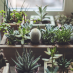Diese Pflanzen-Abo-Boxen bringen die Natur in Ihr Zuhause
